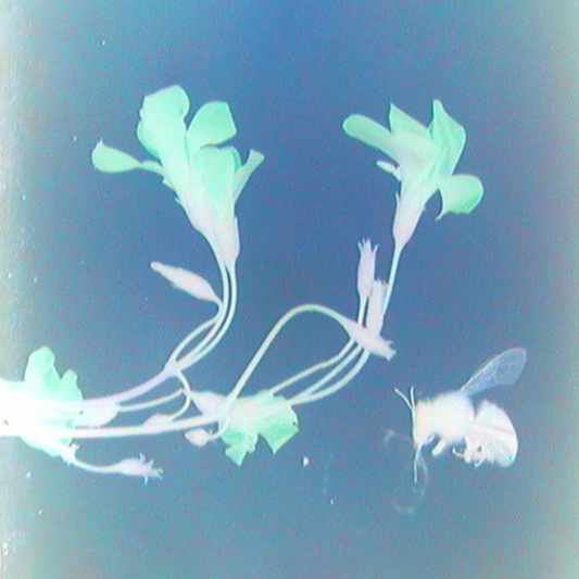 THE ROT bodyimage sample pack